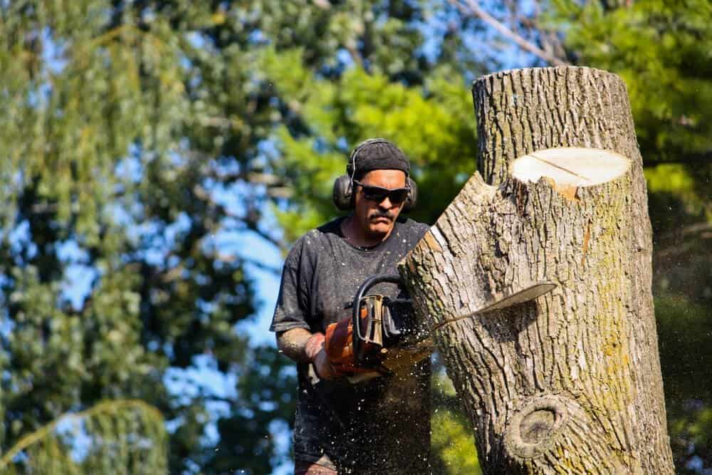 Digital Marketing for Tree Service Companies blog image
