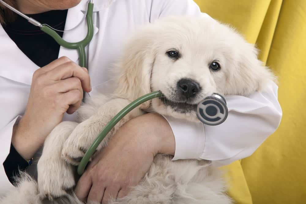 How to Improve Your Website Rank with Veterinary SEO blog image