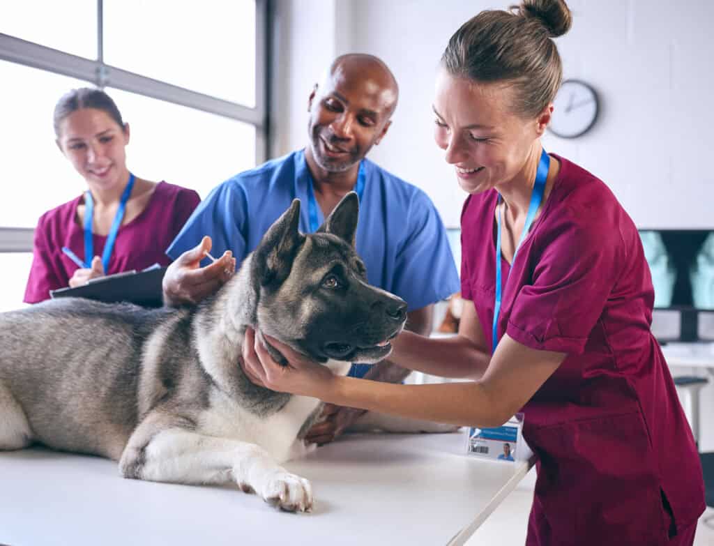 do vets need local seo